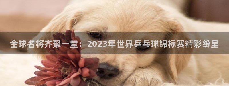  678体育学基础综合：全球名将齐聚一堂：2023年世界乒乓球